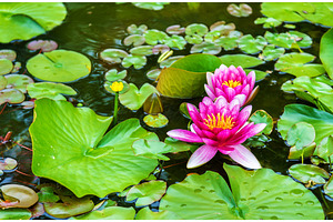 Water lily of Koko-en garden in Himeji, a Nature Photo by Leonid Andronov