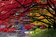 454 Infrared Fantasy Pro LUTs, a Preset Add-On by ShutterPro (Thumbnail 47 of 48)