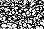 Lilliputian, a Texture Graphic by Jennifer Lauren Creative (Thumbnail 16 of 28)