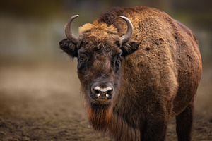Close-up of a European bison with an, an Animal Photo by Perpis