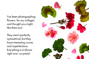 20 High Res Geranium PNGs, an Object Graphic by Memow Studio (Thumbnail 2 of 7)
