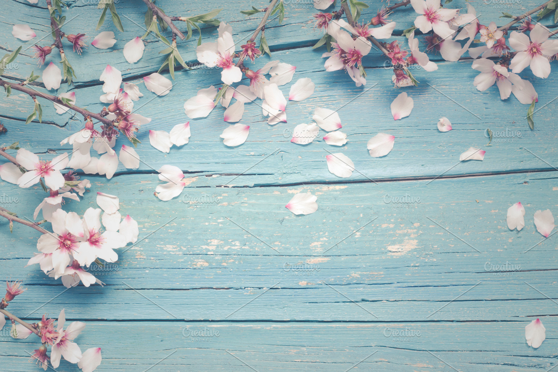 Background with almond flowers, a Nature Photo by creadorimatges