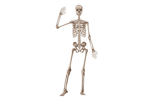 Human skeleton front view, an Object Illustration by Things for designers