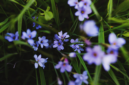 Purple wildflowers in full bloom, a Nature Photo by Ana Dee Photography