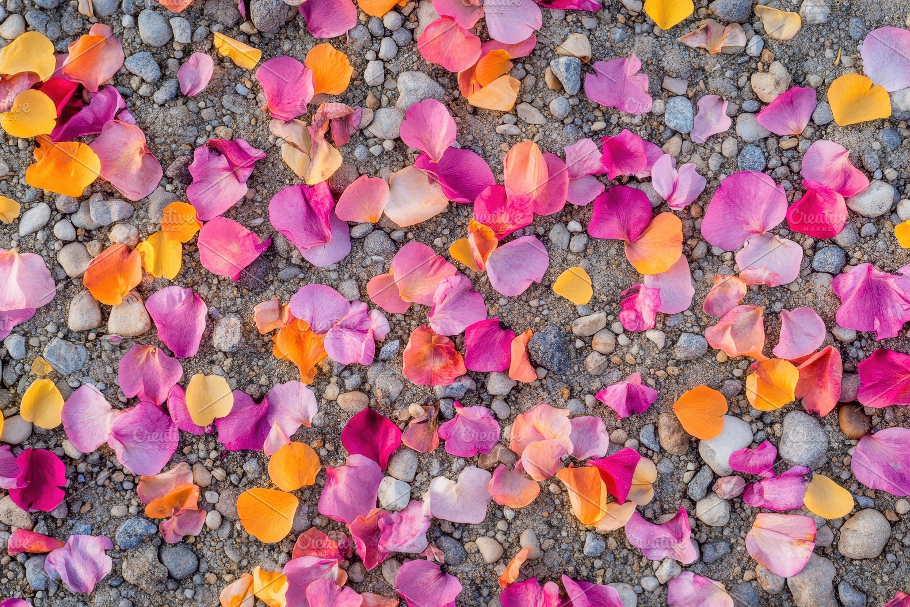 Colorful flower petals scattered acr, a Photo by Tanuart
