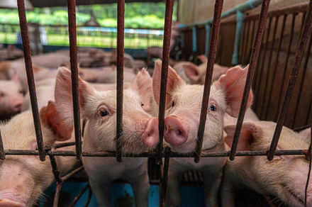 Young pigs in hog farms, Pig industr, an Animal Photo by Tzido Gallery