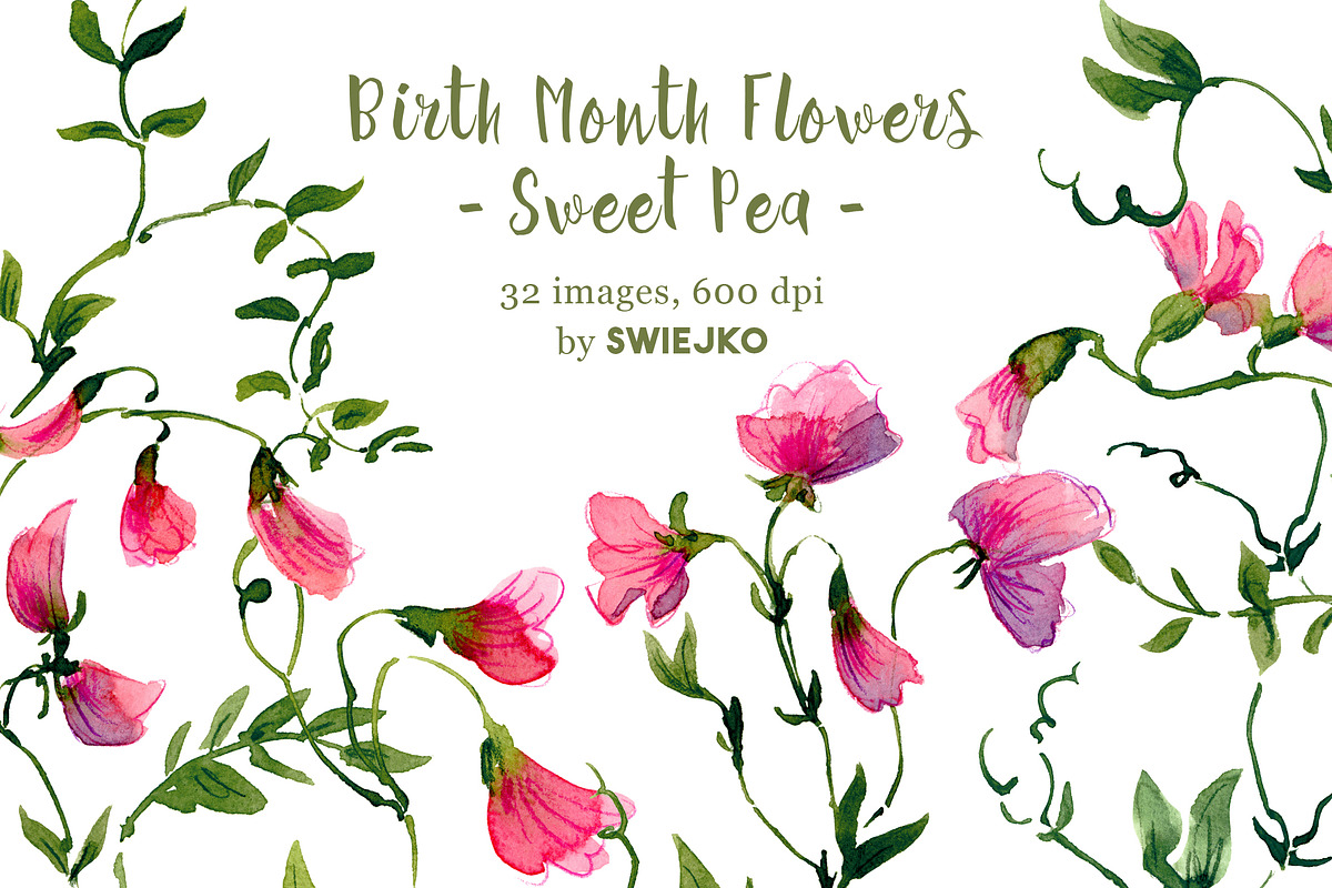 Sweet Pea clipart, birthmonth flower, a Decorative Illustration by swiejko (Photo 1 of 5)