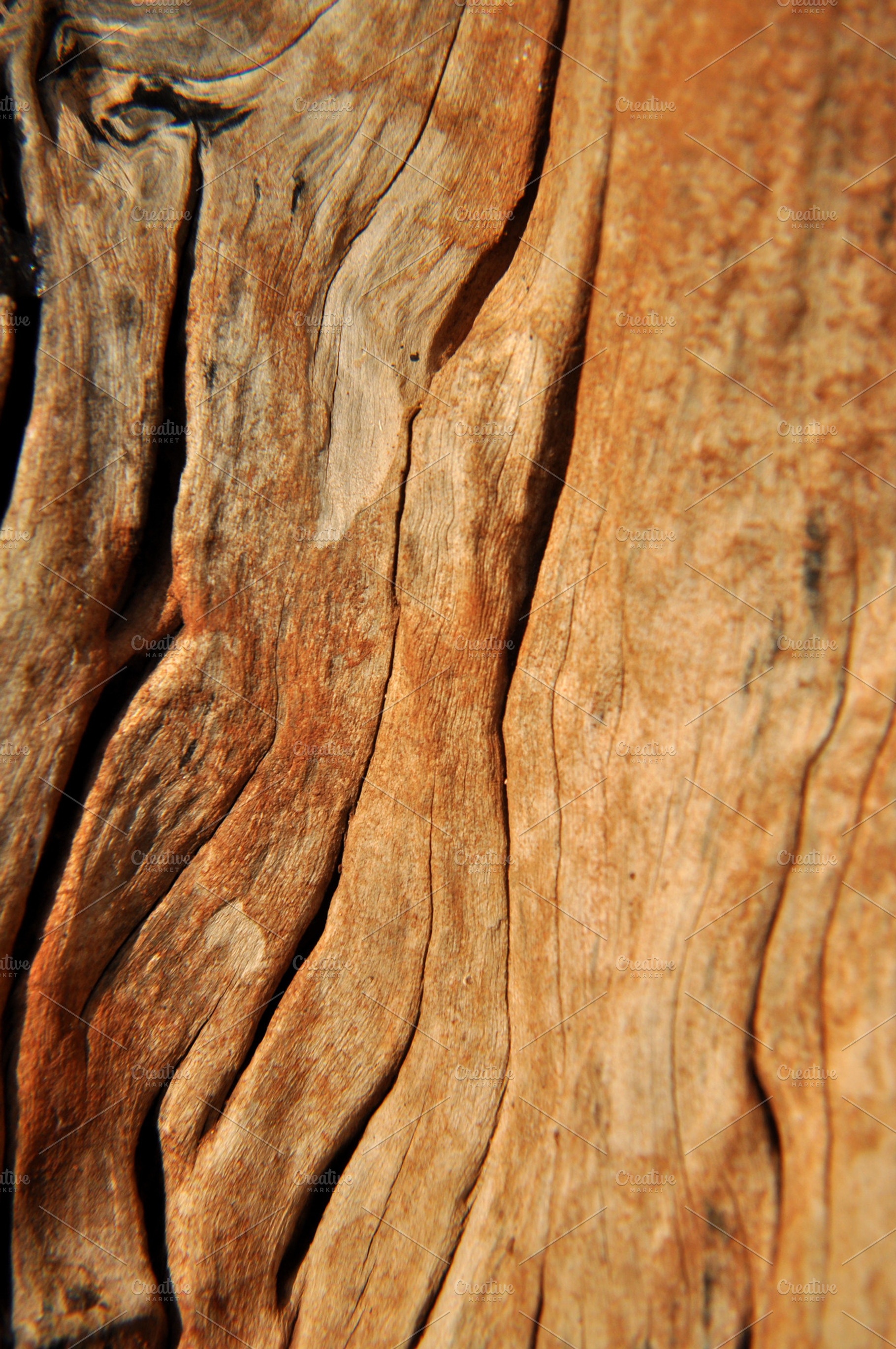 Tree Layer Texture