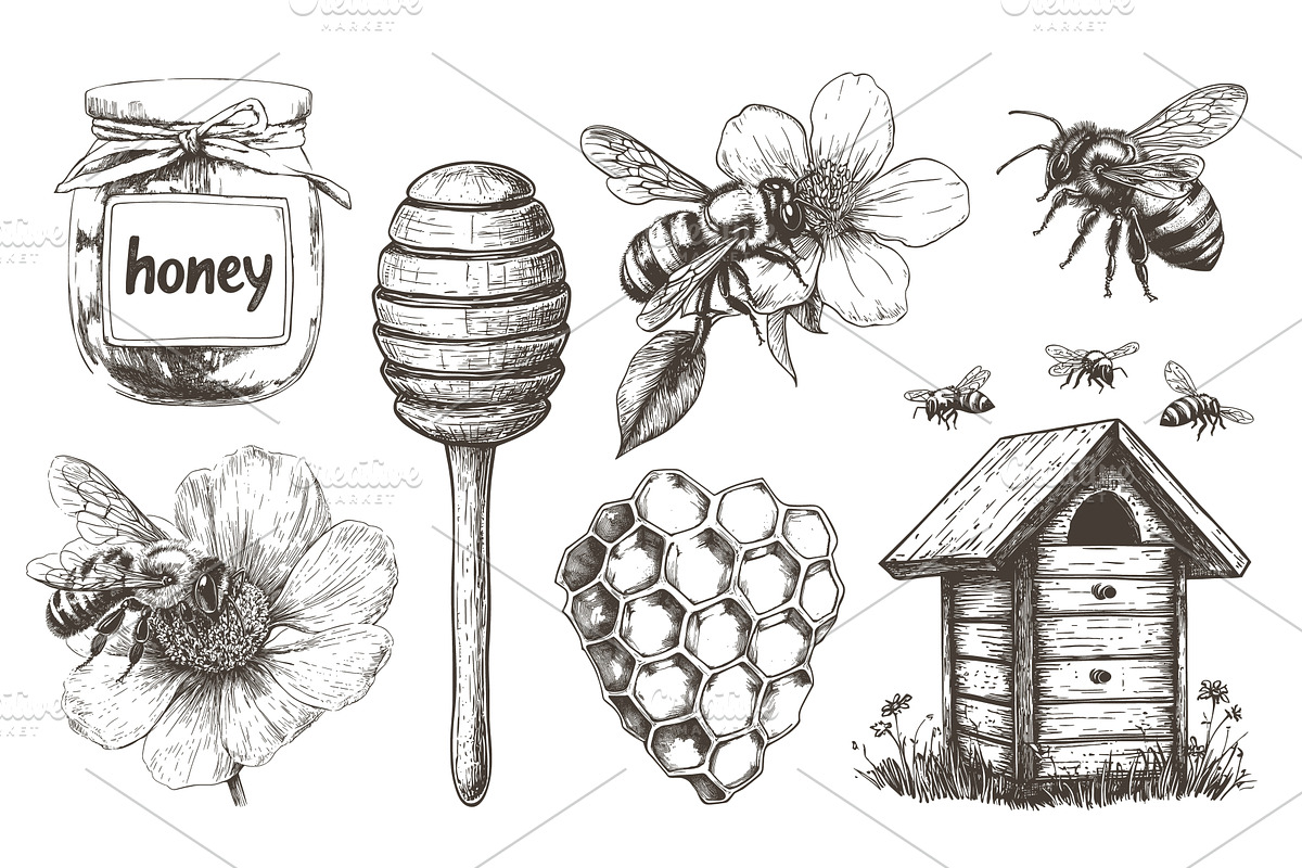 honey engraving set. jar honeycomb, a Food Illustration by Stock-Smart-Start
