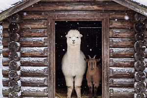 Alpaca and Goat in Log Cabin Doorway, an Animal Photo by Virgo Studio