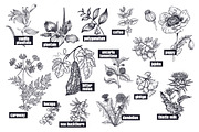 Medical plants. Big set., an Object Graphic by MarinaVorontsova (Thumbnail 5 of 11)