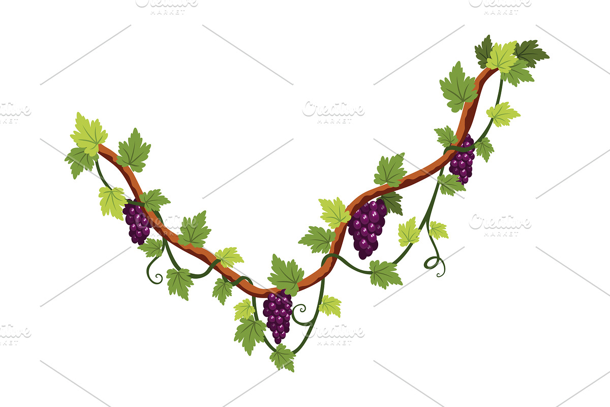 Grape bunch. Cluster of berries and, a Food Illustration by the8monkey