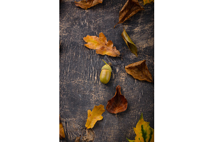 Autumn background with dry leaves., a Nature Photo by Yulia Furman