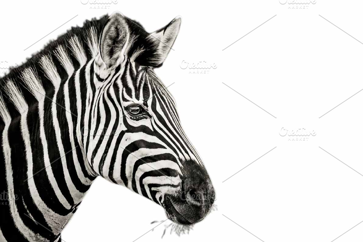 Portrait of a Zebra, an Animal Photo by VetalStock (Photo 2 of 2)