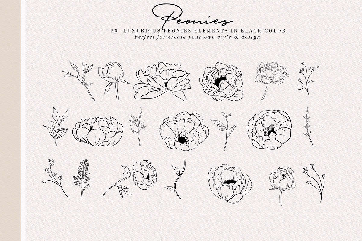 Peonies Hand Draw, an Illustration by Luiz da Rolt Grathwohl (Photo 2 of 8)