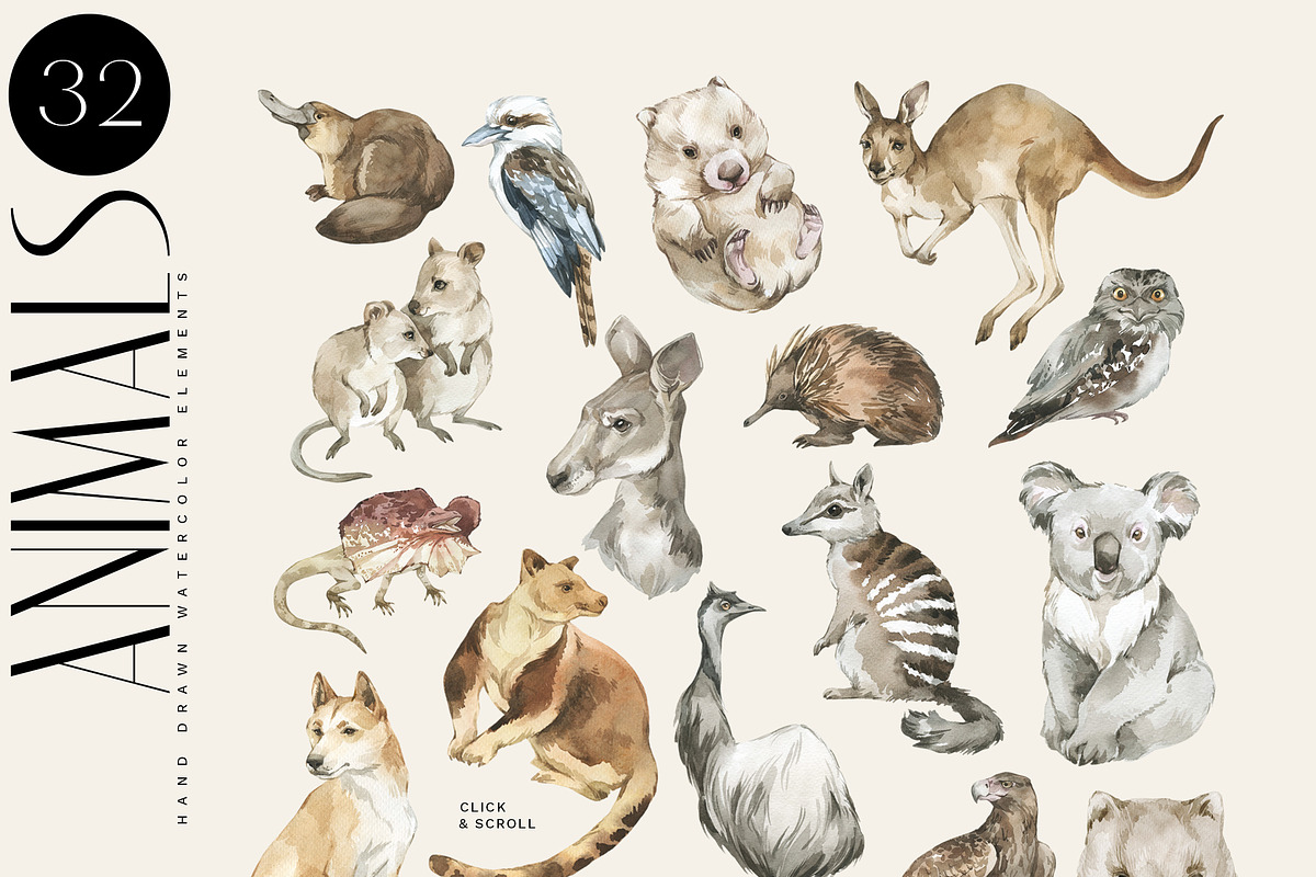 AUSTRALIA Flora & Fauna collection, an Animal Illustration by Anastezia Luneva (Photo 2 of 10)
