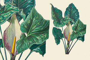 SALE! Botanical Heaven-Illustrations