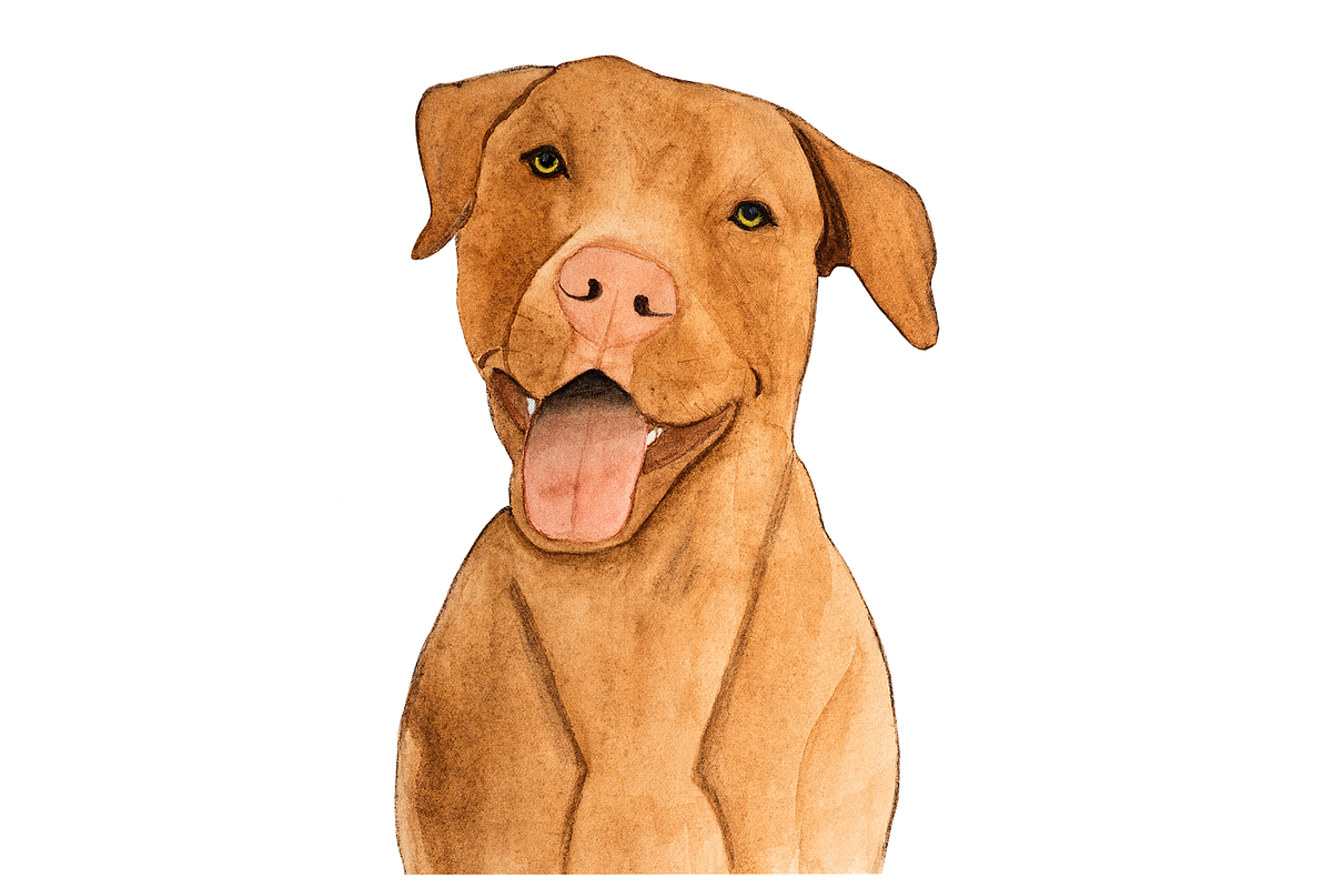 Dog care. 15 items, an Animal Illustration by Svetlana Barchan (Photo 16 of 16)