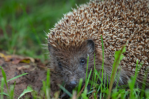 hedgehog outside in the green grass, a Photo by Pictures for you!!!!!!!!!