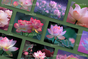 25 Vintage Lotus Flower Stock Photos, a Nature Photo by Incomelion (Thumbnail 3 of 11)