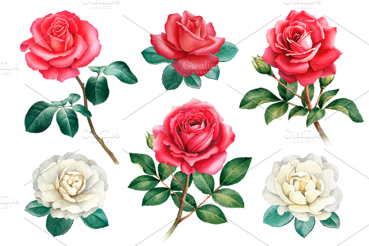 Red roses illustrations and patterns, a Texture Illustration by Sundra (Photo 7 of 11)