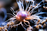 52 Fictional Microscopic Organisms, an Abstract Photo by h.utomo (Thumbnail 24 of 52)