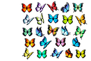 Big Group Of Colorful Butterflies