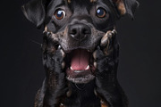 236 surprised animals, an Animal Photo by Handmadefont (Thumbnail 17 of 241)