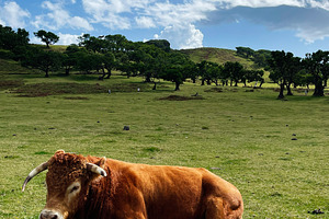 Relaxed cow resting on a grassy field in Madeira Portugal Fanal Forest under a, a Photo by AS photostudio