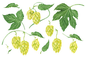 Hop Plant