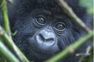 Gorilla beringei beringei, the, an Animal Photo by ZinetroN