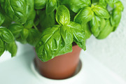 Fresh Herbs Photo Pack, a Templates & Theme by c l a r a X Y (Thumbnail 2 of 5)