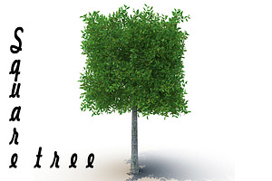 Square Tree