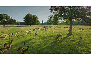 Fallow deer grazing in a park during, an Animal Photo by Goinyk
