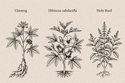30 Medicinal Herbs & Plants, a Decorative Illustration by Gonez Studio (Thumbnail 6 of 19)
