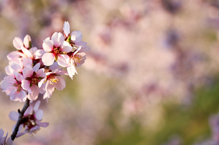 Closeup of almond trees in bloom in March with copy space, a Nature Photo by Madeleine Steinbach