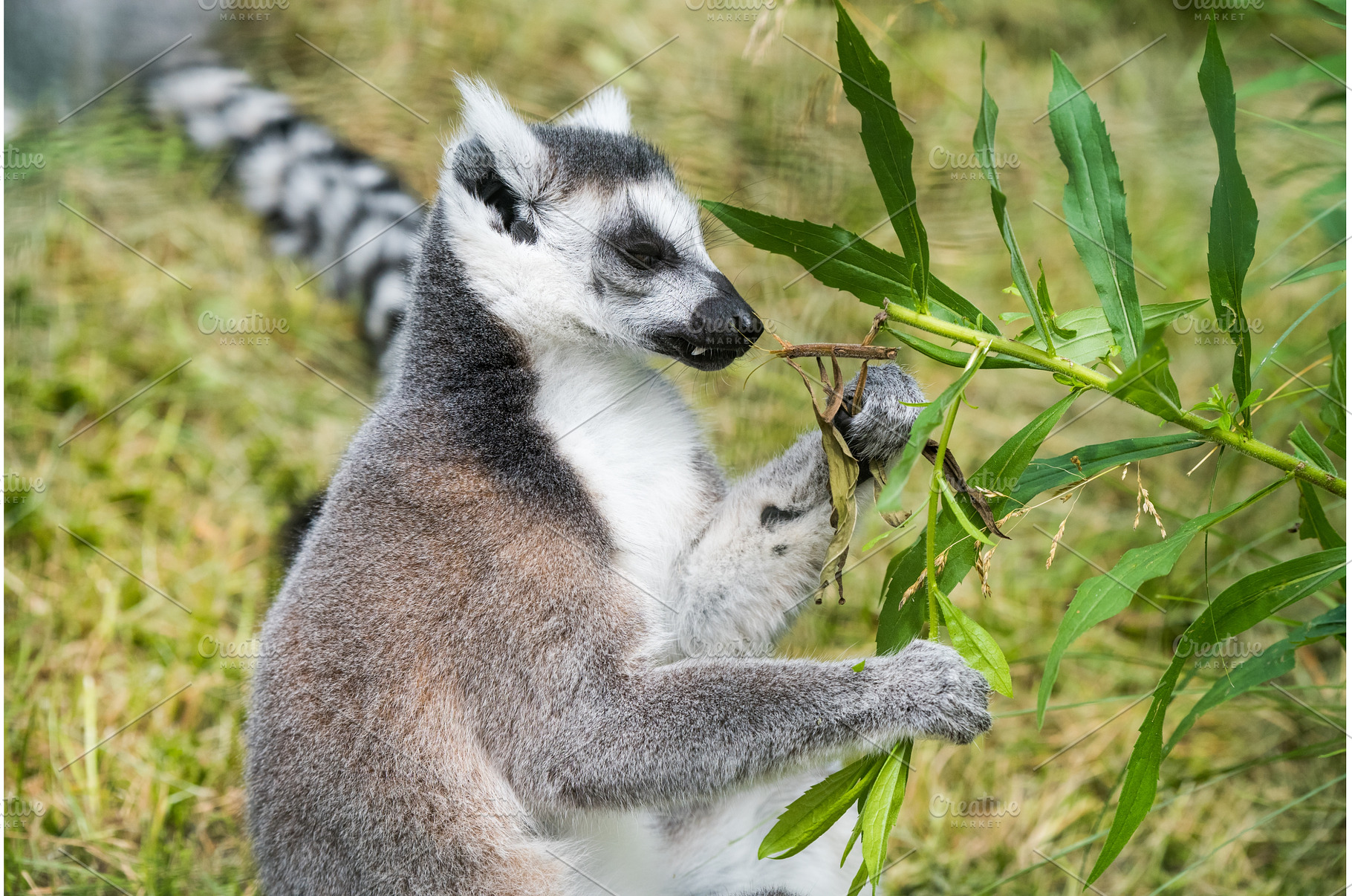 Famous Madagascar Maki lemur, Ring, an Animal Photo by COLORFUL