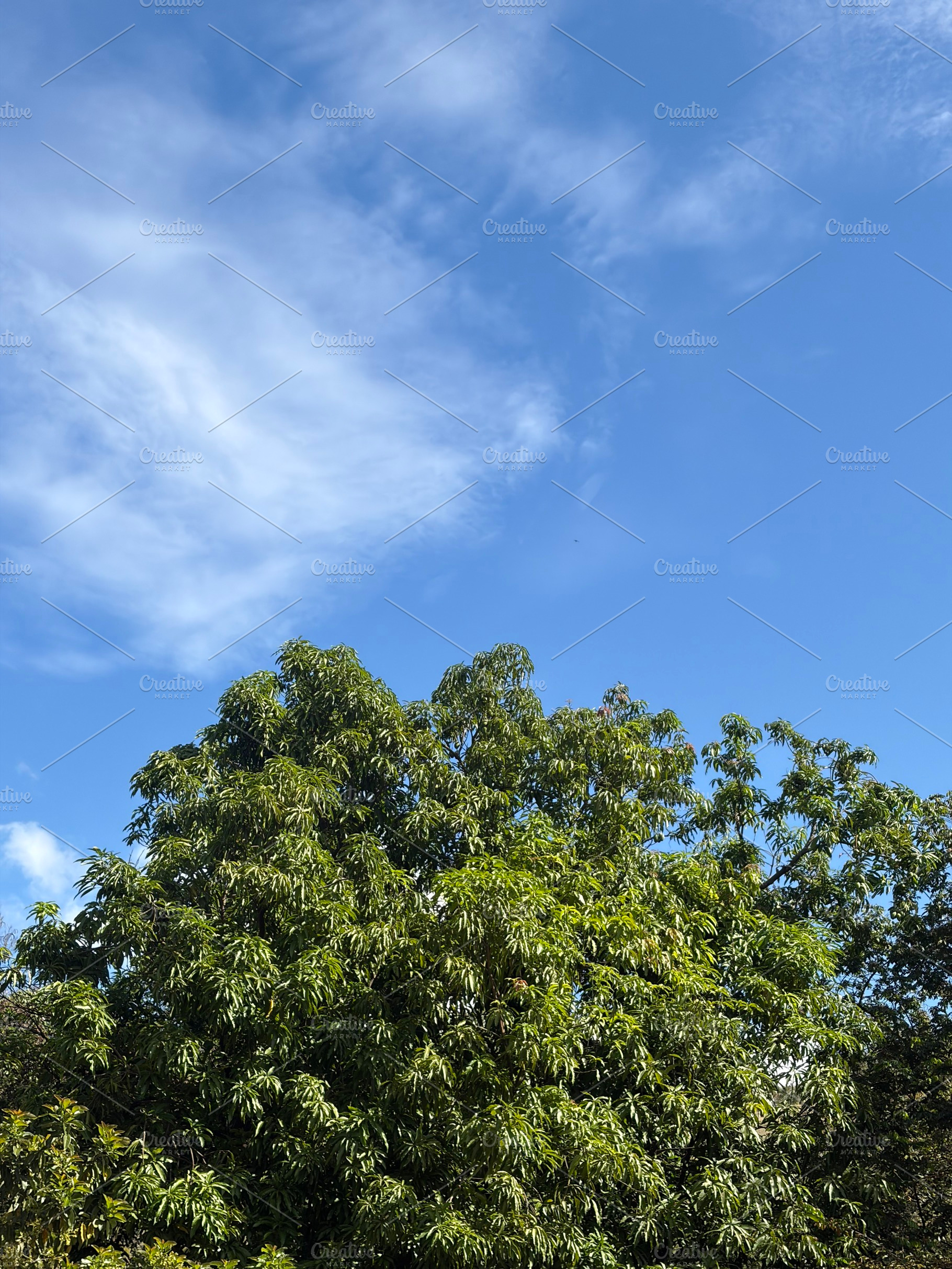 Tree And Sky, a Nature Photo by Color FFF