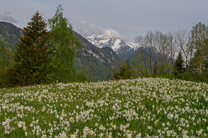 Daffodils blooming on the meadow