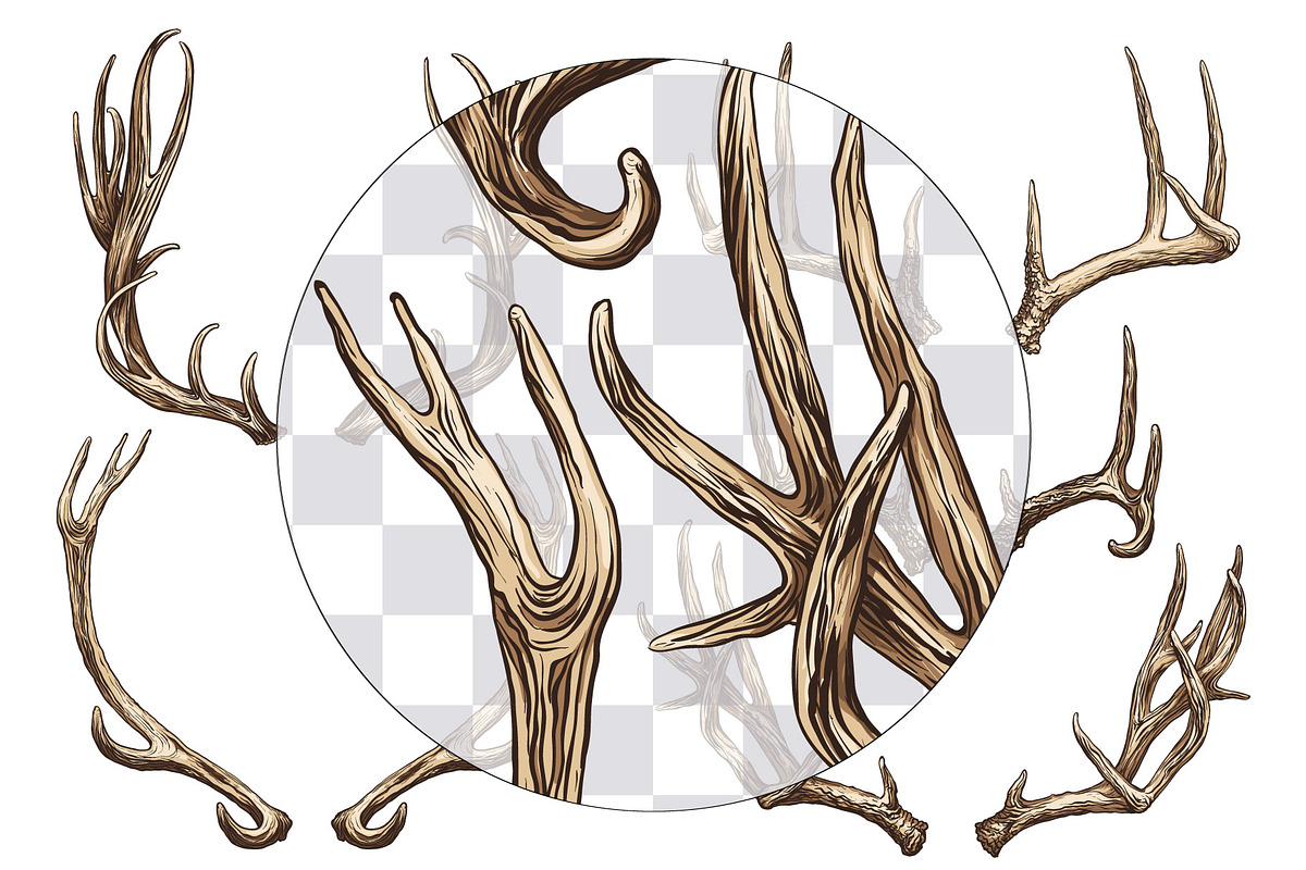 Deer antlers collection., an Animal Illustration by ArtOwl (Photo 6 of 8)