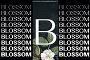 Velora, a Sans Serif Font by Typehill (Thumbnail 9 of 12)