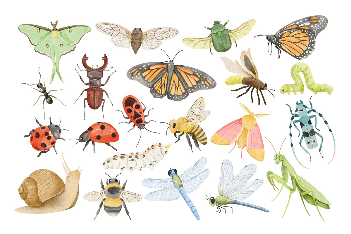 Watercolor Insects & Bugs Clipart, an Animal Illustration by ArtGiftsStudio (Photo 2 of 4)