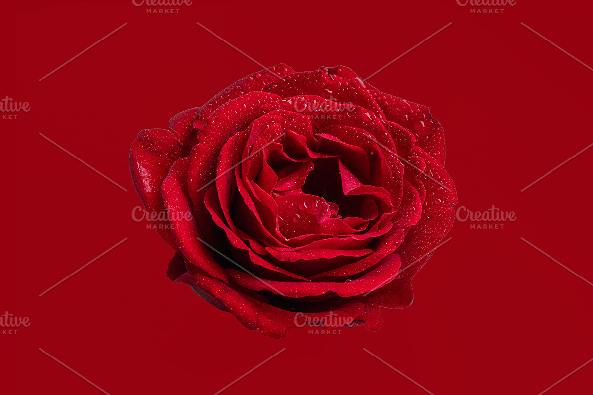 Red rose with water droplets, a Nature Photo by Bloomstock studio (Photo 1 of 2)