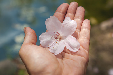 Flower in a female palm