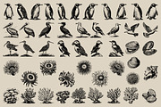 340 Sea Creatures illustrations, an Animal Illustration by Nocturnal Wolf (Thumbnail 12 of 15)