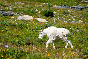 Mountain Goat walking in a meadow at, an Animal Photo by Leonid Andronov