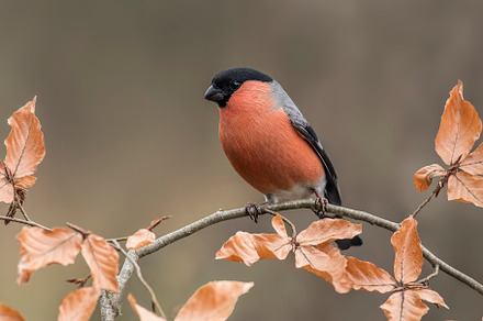 Fringilla Coelebs Featuring Animal Background And Beak preview 6