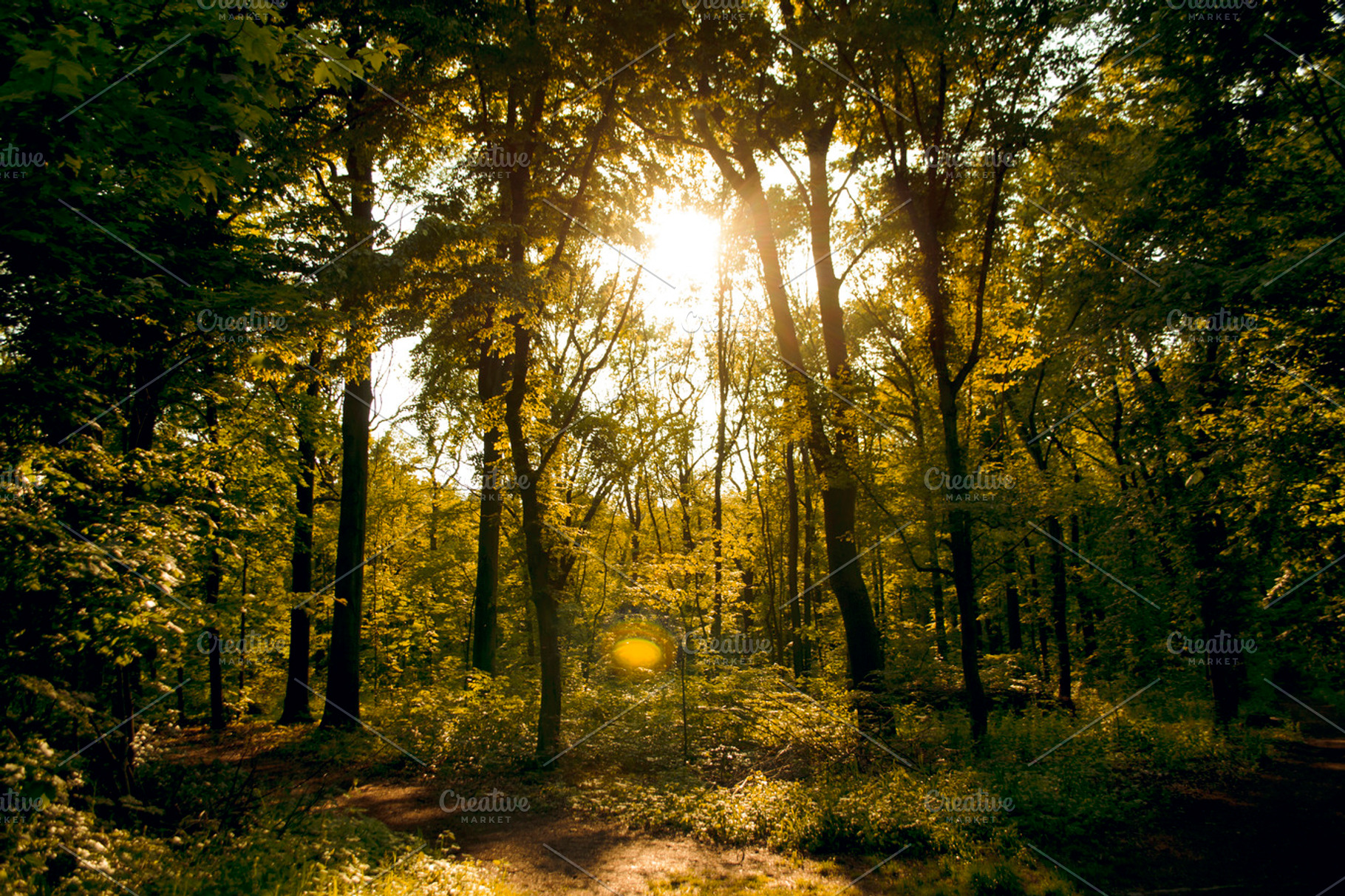 Yellow Woods