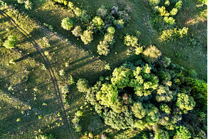 Top view of trees and a road in, a Nature Photo by Leonid Andronov