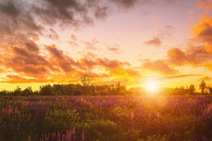 Summer landscape with purple wild flower lupine field and bright, a Nature Photo by Eugene_Photo